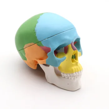 Мини Модель черепа Цветная Медицинская анатомическая кость головы взрослого Человека в натуральную величину для образовательной модели